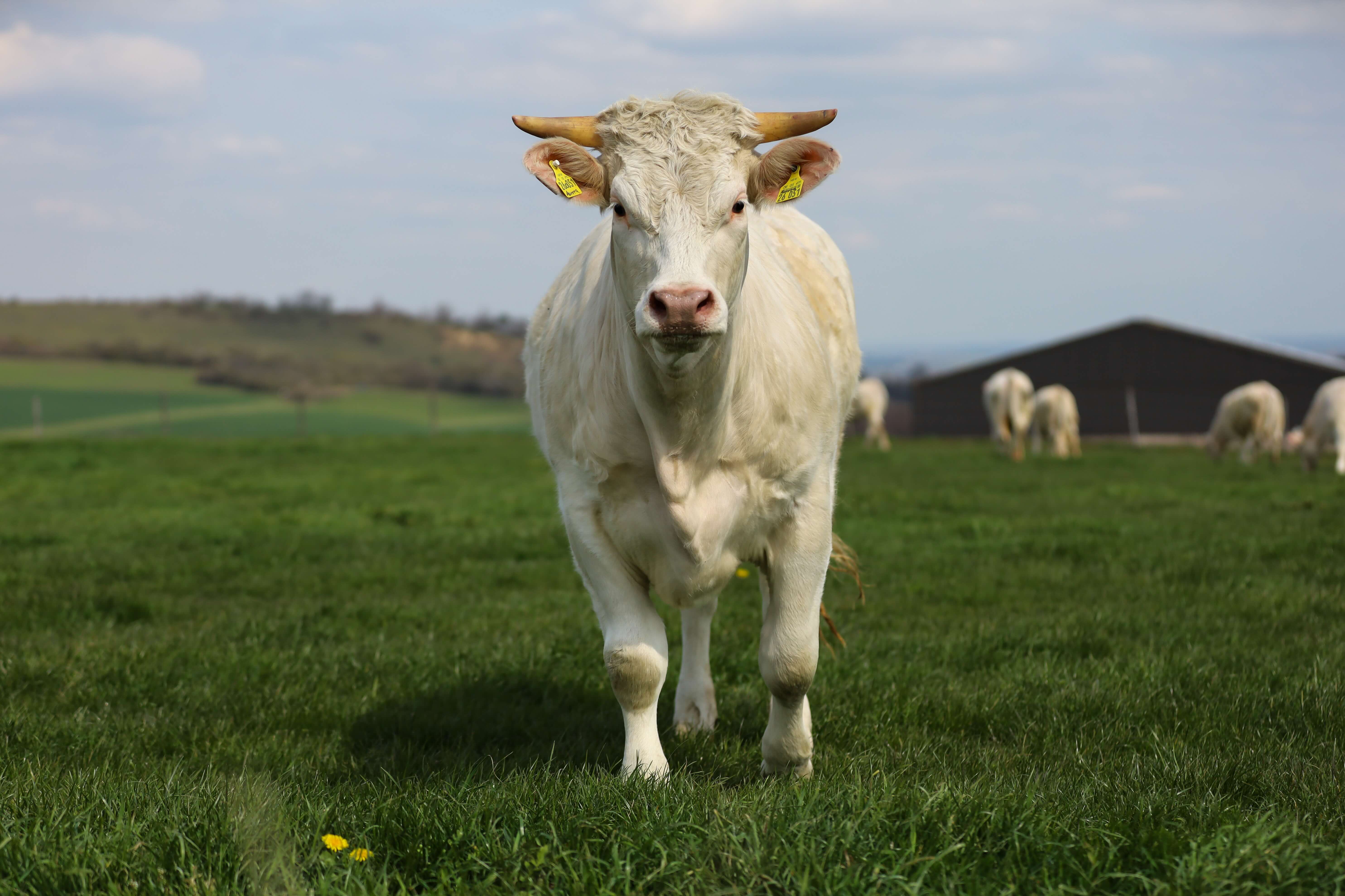 Unsere Charolais Rinder