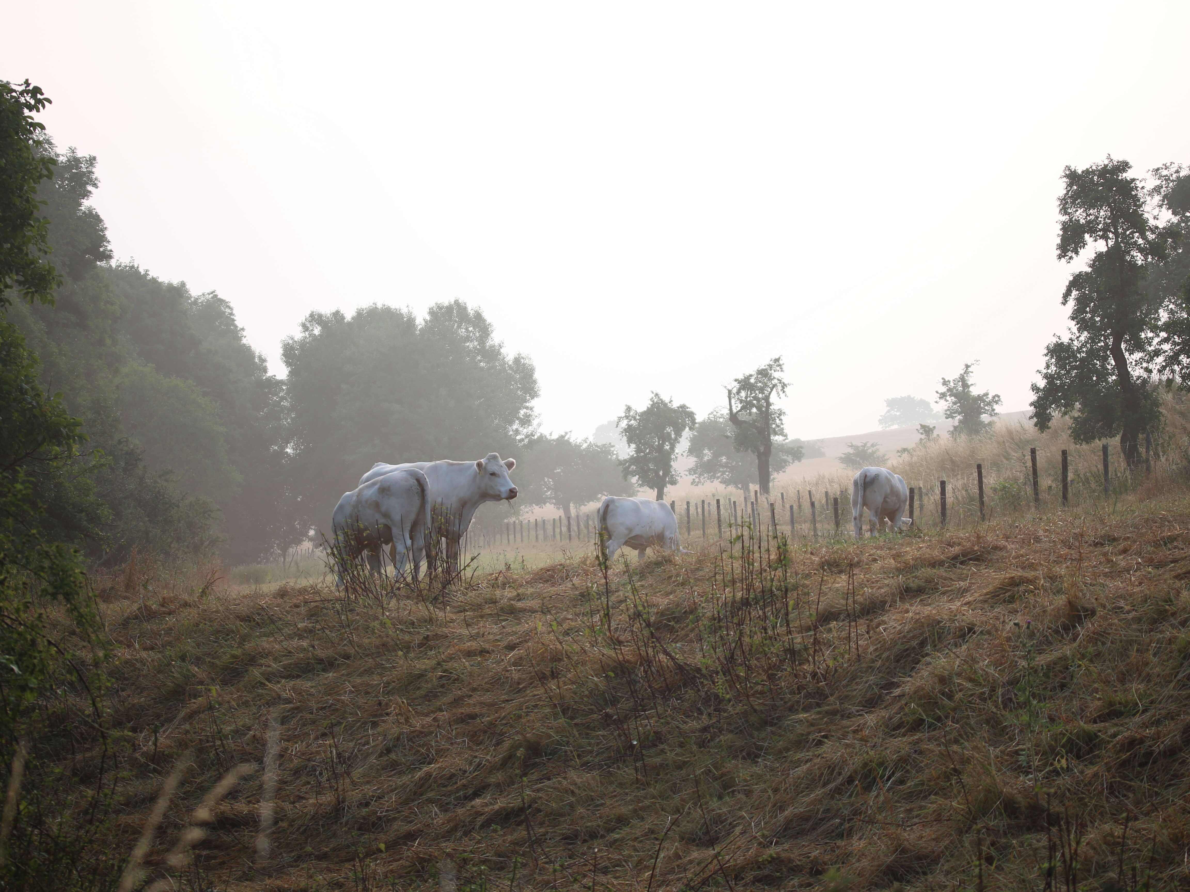 Unsere Weiden in der Nordeifel